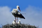Storch_Mutter_Junges_Nest